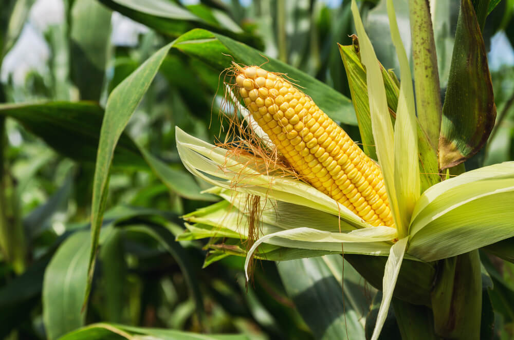 Corn Fell as Production in Brazil Ramped Up